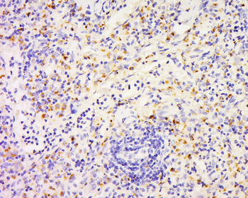 FAM3D Rabbit Polyclonal Antibody