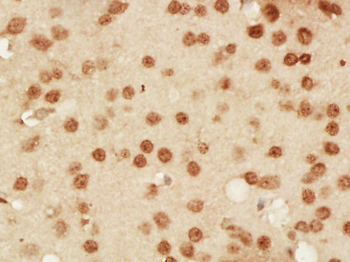 Phospho-DNA-PKcs (Ser3191) Rabbit Polyclonal Antibody