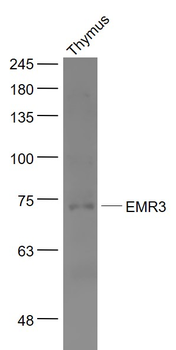 EMR3 Rabbit Polyclonal Antibody