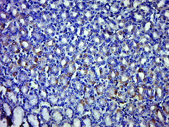 FAM108A1 Rabbit Polyclonal Antibody