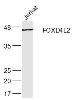 FOXD4L2 Rabbit Polyclonal Antibody