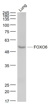 FOXO6 Rabbit Polyclonal Antibody