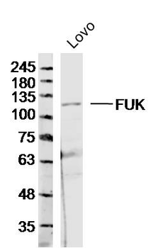 FUK Rabbit Polyclonal Antibody