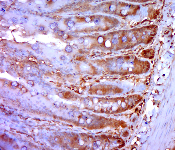 Ghrelin 28 (n-octanoyl Ser26) Rabbit Polyclonal Antibody