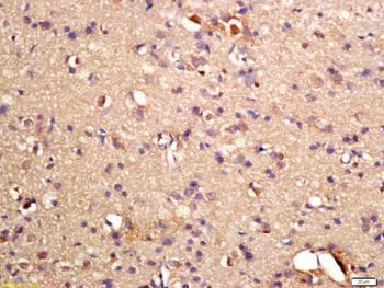Phospho-GRLF1 (Tyr1087) Rabbit Polyclonal Antibody