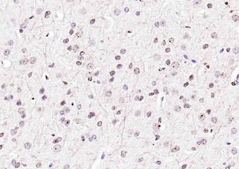 Histone H3.1 Rabbit Polyclonal Antibody