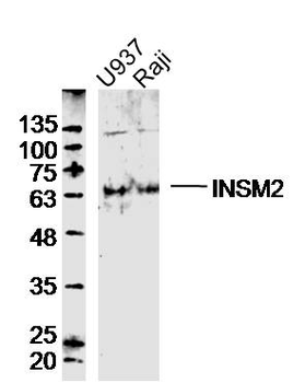 INSM2 Rabbit Polyclonal Antibody