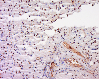INSM2 Rabbit Polyclonal Antibody