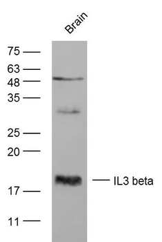 IL3 beta Rabbit Polyclonal Antibody