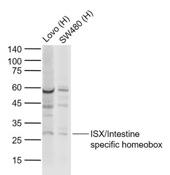 ISX/Intestine specific homeobox Rabbit Polyclonal Antibody