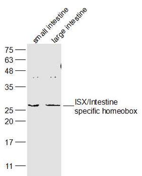 ISX/Intestine specific homeobox Rabbit Polyclonal Antibody