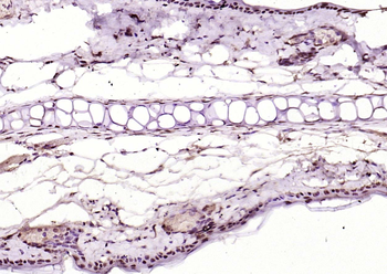 KEAP1 Rabbit Polyclonal Antibody