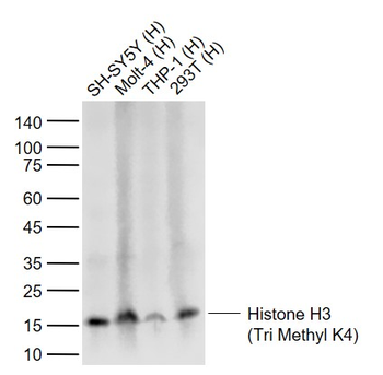 Histone H3 (Tri Methyl K4) Rabbit Polyclonal Antibody