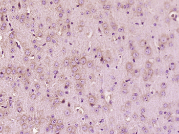 Liprin alpha 2 Rabbit Polyclonal Antibody