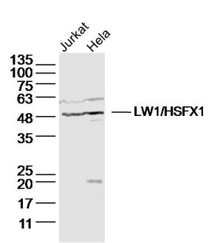 LW1/HSFX1 Rabbit Polyclonal Antibody