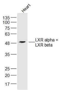 LXR alpha + LXR beta Rabbit Polyclonal Antibody
