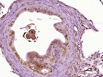 Nanog Rabbit Polyclonal Antibody