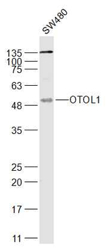 OTOL1 Rabbit Polyclonal Antibody