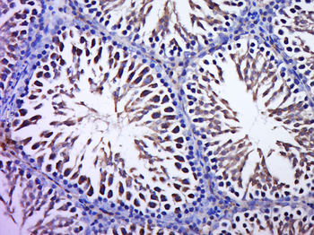 PABPC4L Rabbit Polyclonal Antibody