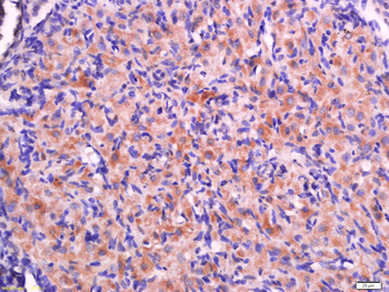RPS20 Rabbit Polyclonal Antibody