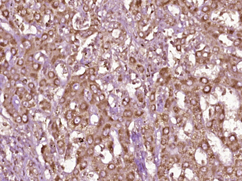 SCGF Rabbit Polyclonal Antibody