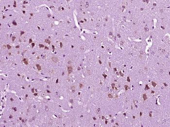 SIAE Rabbit Polyclonal Antibody
