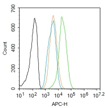 Phospho-Smad2/Smad3 (Thr8) Rabbit Polyclonal Antibody