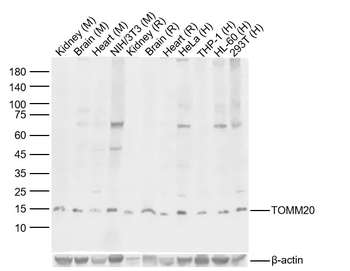TOMM20 Rabbit Polyclonal Antibody