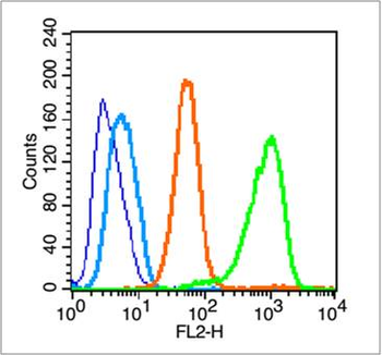 Phospho-Integrin beta 1 (Tyr783) Rabbit Polyclonal Antibody