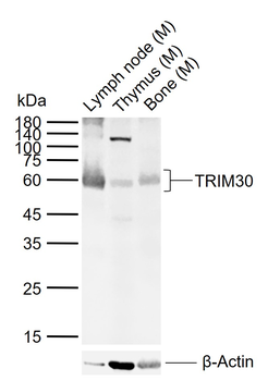 TRIM30 Rabbit Polyclonal Antibody
