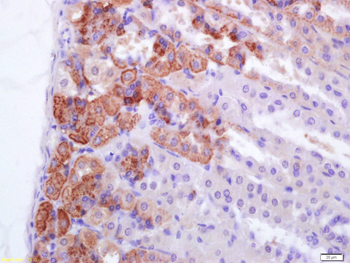 PTRF Rabbit Polyclonal Antibody