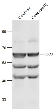 IQCJ Rabbit Polyclonal Antibody
