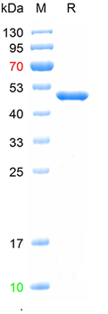 Recombinant human Glutamine synthetase protein, N-His