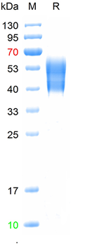 Recombinant human FCER1A protein, C-His-Avi (HEK293)