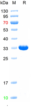 Recombinant E.coli BirA protein, N-His