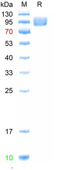 Recombinant human E-Selectin protein, C-His (HEK293)