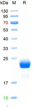Recombinant human Vasopressin-neurophysin II-copeptin protein, C-His (HEK293)