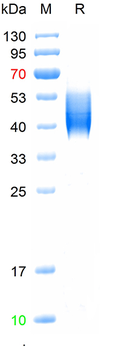 Recombinant mouse CD80 protein, C-His (HEK293)