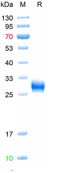 Recombinant Human Fc gamma RIIB/C(CD32b/c) (HEK293), C-His