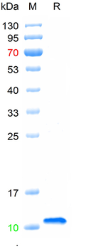 Recombinant mouse CXCL2 protein, N-His