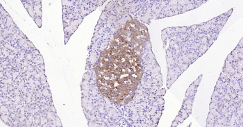 Rat Synaptophysin Ready-To-Use IHC Kit
