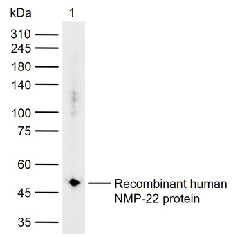 NUMA1 Rabbit Polyclonal Antibody