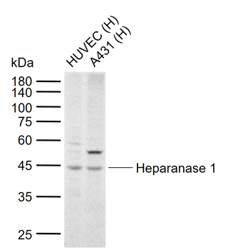 Heparanase 1 Rabbit Polyclonal Antibody