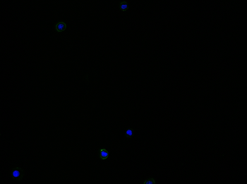 CD80 Mouse Monoclonal Antibody