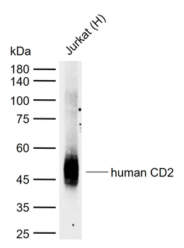 Human CD2 Mouse Monoclonal Antibody