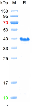 Recombinant human Tau-F protein , N-His