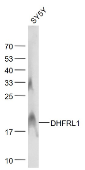 DHFRL1 Rabbit Polyclonal Antibody