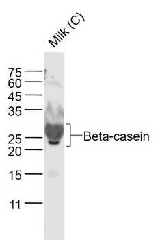Beta-casein Rabbit Polyclonal Antibody