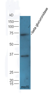 Beta glucuronidase Rabbit Polyclonal Antibody