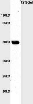 BHLHE41 Rabbit Polyclonal Antibody